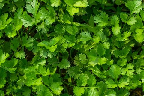 Coriander leaf background texture top view Stock Photos