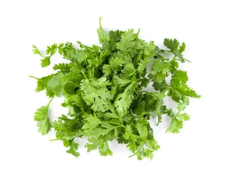 Coriander leaf isolated on white background. top view Stock Photos