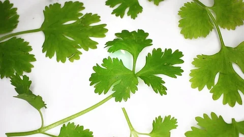 Coriander leaf leaves Closeup Texture on Rotating Plate Stock Footage 113198165