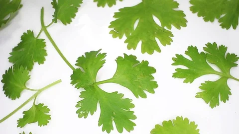 Coriander leaf leaves Closeup Texture on Rotating Plate Stock Footage 113198356