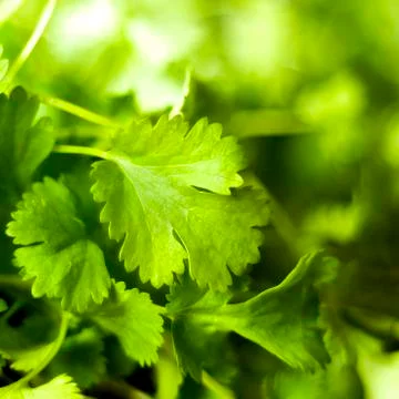 Coriander leaf Foto stock