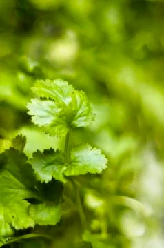 Coriander leaf Foto stock