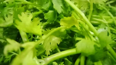 Coriander leaf on the plate Stock Footage 272810027