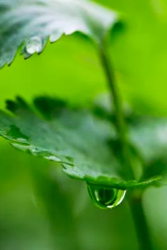 Coriander leaf with water drop Stock Photos