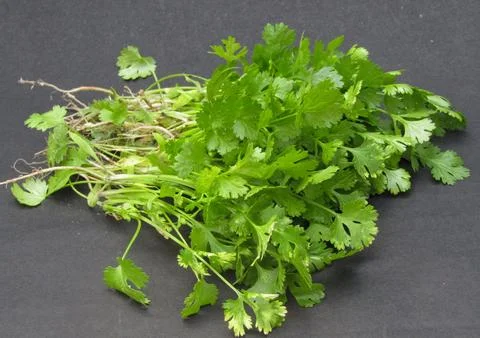 Coriander leaves on black background Photos