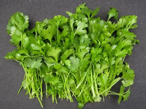 Coriander leaves on black background Stock Photos