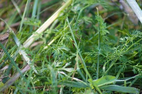 Coriander leaves closeup view with selective focus on foreground Stock Photos