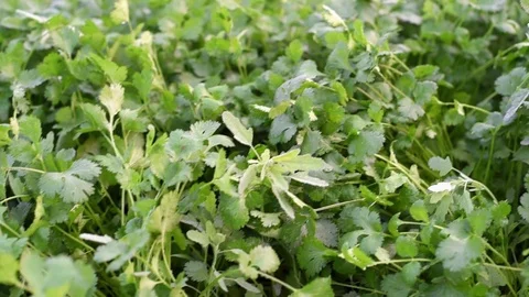 Coriander leaves Stock Footage 93905903