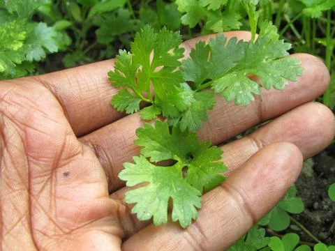 Coriander leaves on hand Stock Photos