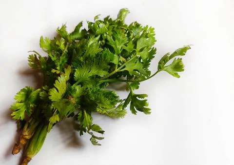 Coriander leaves Stock Photos