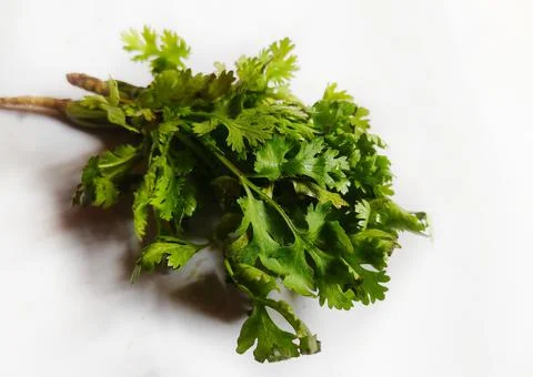 Coriander leaves Stock Photos
