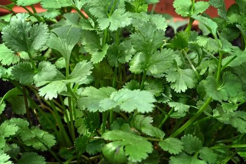 Coriander leaves Stock Photos