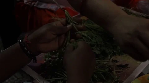 Coriander Leaves Picking Processing Stock Footage 76933495