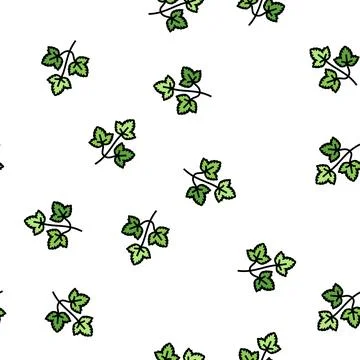 Coriander leaves vector seamless pattern Illustrazione stock