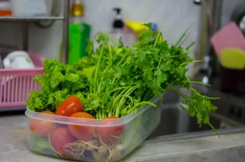Coriander, lettuce, tomato Stock Photos