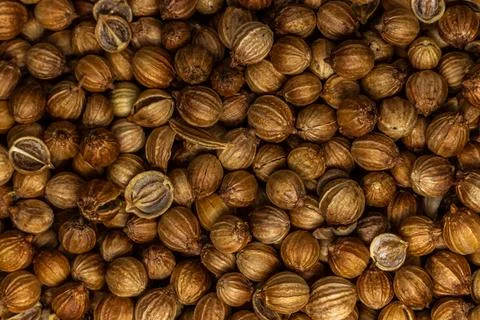 Coriander macro close up shot Stock Photos