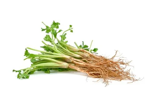 Coriander or Cilantro root isolated on white background Stock Photos