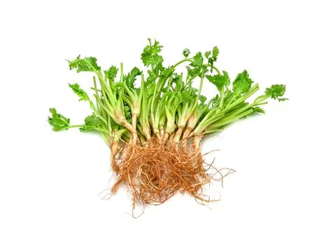 Coriander or Cilantro root isolated on white background Stock Photos