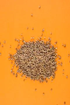 Coriander on an orange background 스톡 사진