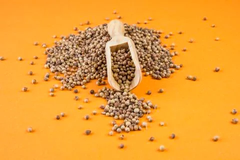Coriander on an orange background Stock Photos