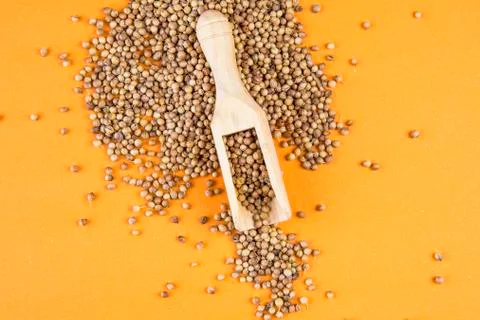 Coriander on an orange background Stock Photos