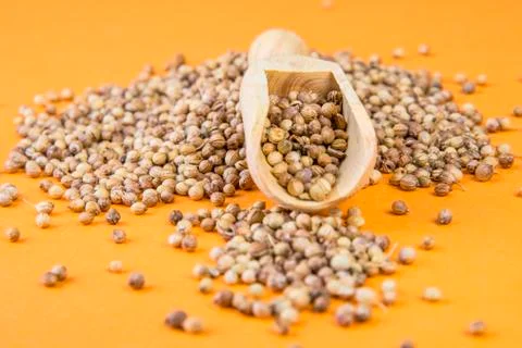 Coriander on an orange background Stock Photos