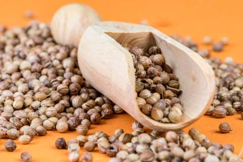Coriander on an orange background Stock-Fotos