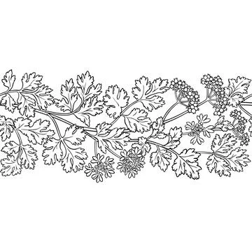 Coriander Outline Horizontal Seamless Pattern Stock Illustration
