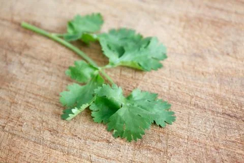Coriander Stock Photos