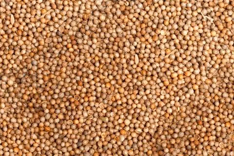 Coriander Stock Photos