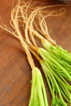 Coriander Stock Photos