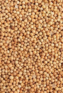 Coriander Stock Photos