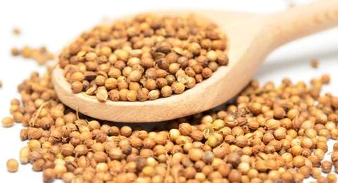 Coriander Stock Photos