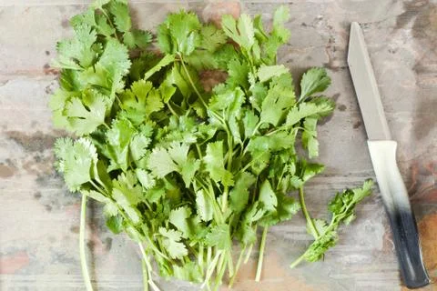 Coriander Stock Photos