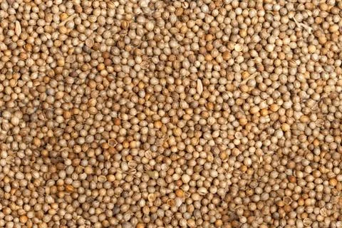 Coriander Stock Photos