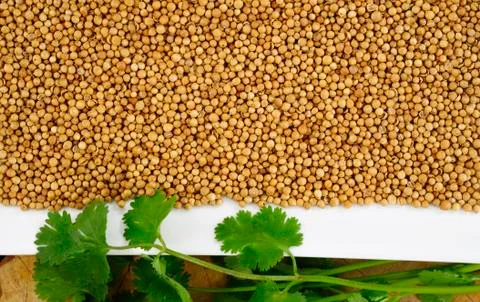 Coriander Stock Photos