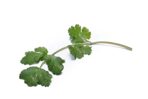 Coriander Stock Photos