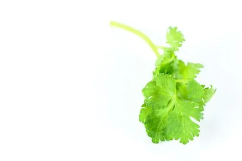 Coriander Stock Photos