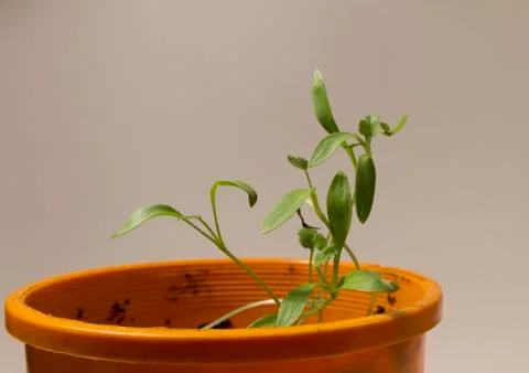 Coriander Foto stock