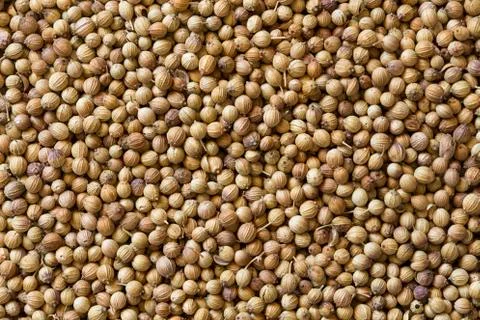 Coriander Stock Photos