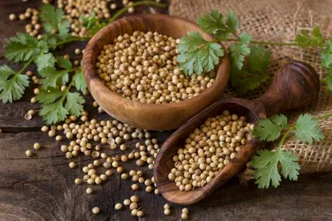 Coriander Фото