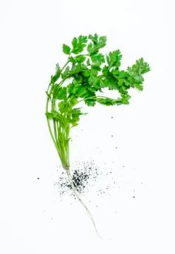 Coriander 스톡 사진