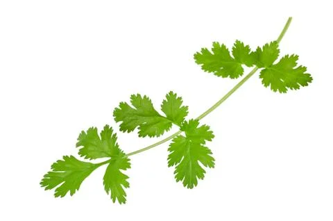 Coriander Stock Photos