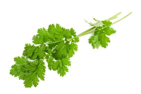 Coriander 写真素材