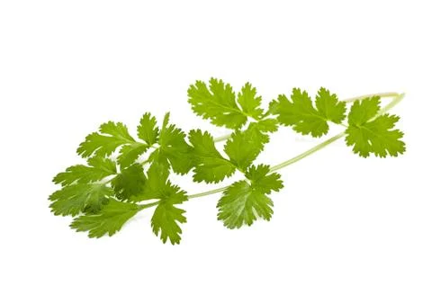 Coriander Stock Photos