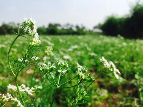 Coriander Stock Photos