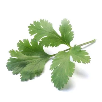 Coriander Foto stock