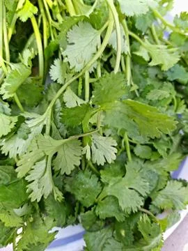Coriander Stock Photos