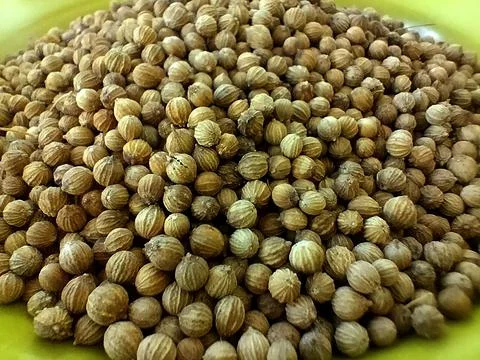 Coriander Stock Photos