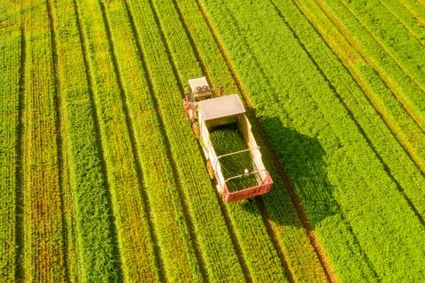 Coriander picker processing rows in a large field, aerial view. Stock Photos